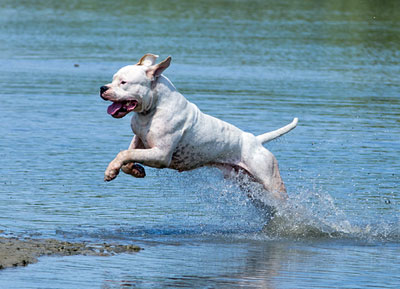 sprung im wasser