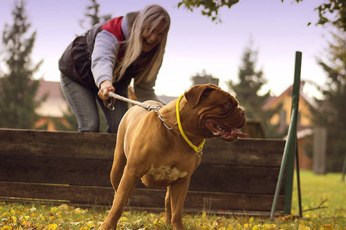 hund-kaufen